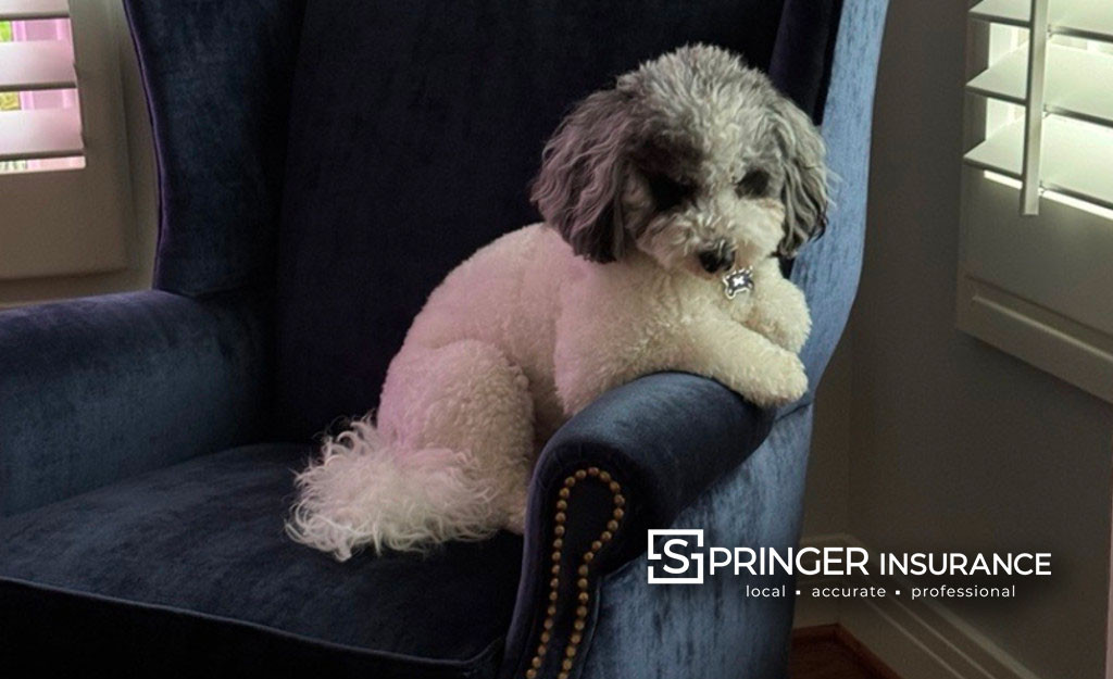 Guard Dog Sitting on the lookout chair