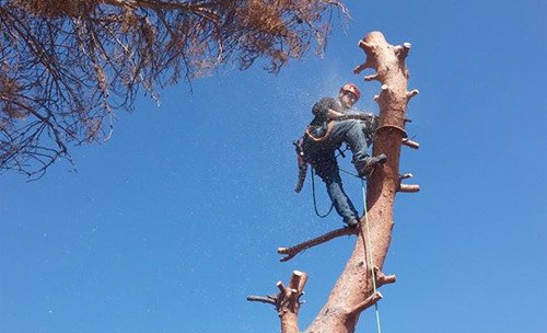 Josh pruning tree from the top with a chain saw.