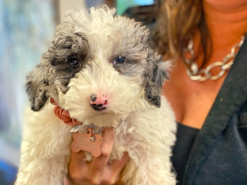 The Cutest mini sheepadoodle, EVER